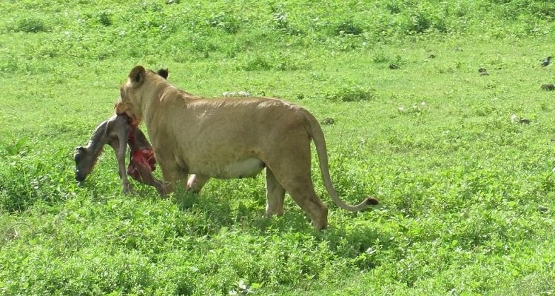 ngorongoro safari tour with unforgettable journey